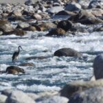 A-white-bellied-heron-in-Namdapha-Tiger-Reserve_1f1f76_20260507230651