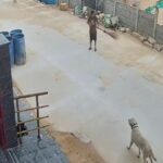 labrador20lost20220