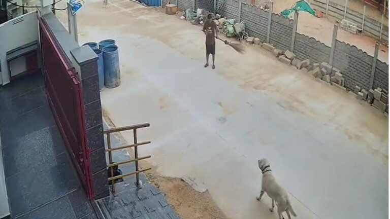 labrador20lost20220