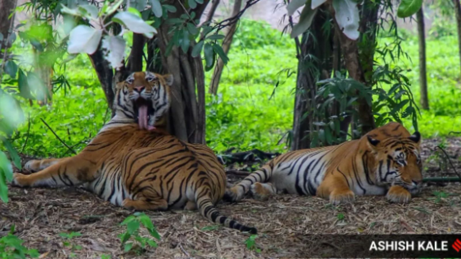 tiger-3